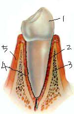 periodontium-normalㅡname.jpg